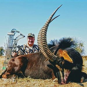 Bow Hunting Sable Antelope South Africa
