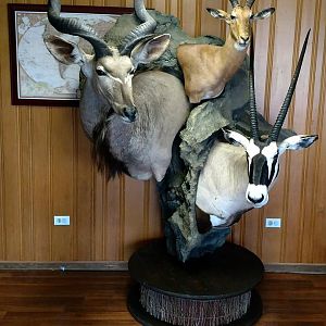 Kudu,  Impala& Gemsbok Shoulder Mount Pedestal Combo Taxidermy