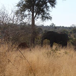 Kruger Tusker