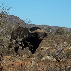 South Africa Cape Buffalo
