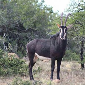 Sable Antelope South Africa