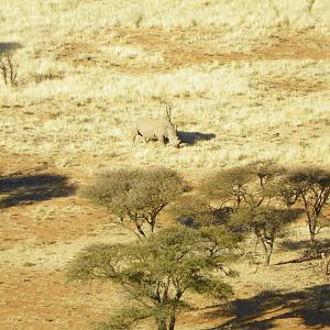 White Rhino South Africa