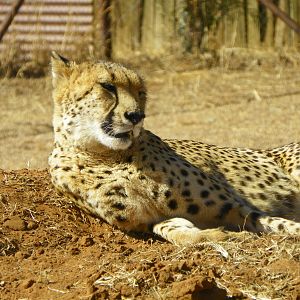 South Africa Cheetah