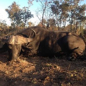 Cape Buffalo Hunt Zimbabwe