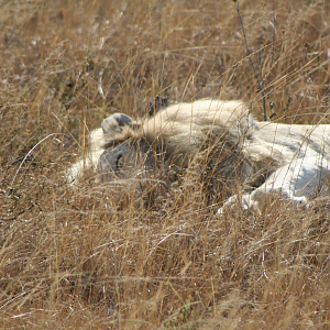 Lion taking nap in the sun