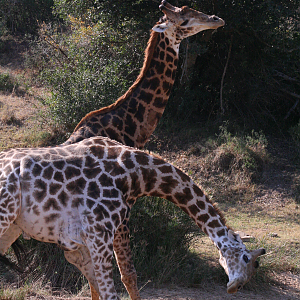 Giraffe fight