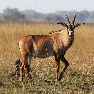 Sable Antelope Zambia
