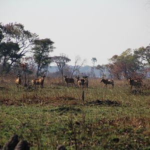 Zambia Lichtenstein's Hartebeest