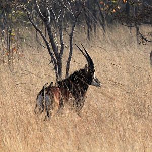 Sable Antelope in Zambia