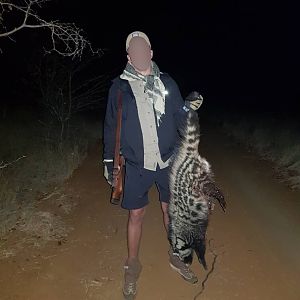 Matetsi Area Zimbabwe Hunt African Civet Cat