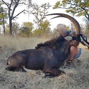 Sable Antelope Matetsi Area Zimbabwe Hunting
