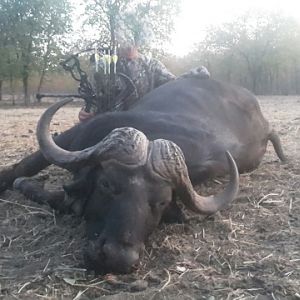 South Africa Bow Hunting Cape Buffalo Hunt