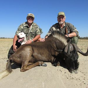 Hunt Black Wildebeest in Nambia