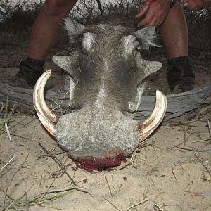 Warthog Nambia Hunt