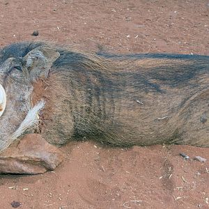 South Africa Warthog Hunt