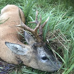 Poland Roe Buck Hunt