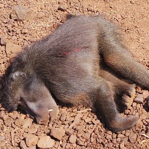 Baboon Hunt in South Africa