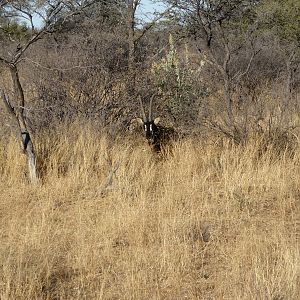 Sable Antelope