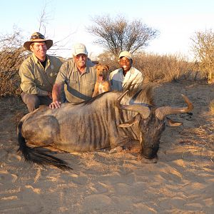 South Africa Blue Wildebeest Hunting