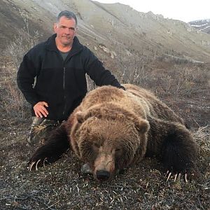Hunting Grizzly Bear