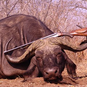 Cape Buffalo Hunt Zimbabwe