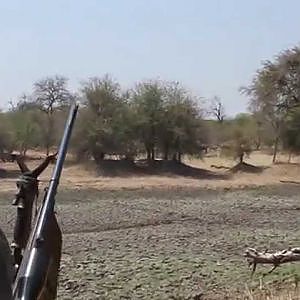 Buffalo Cow Hunting in South Africa