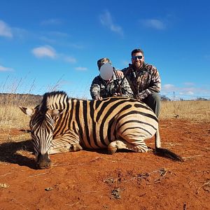 South Africa Burchell's Plain Zebra Hunting