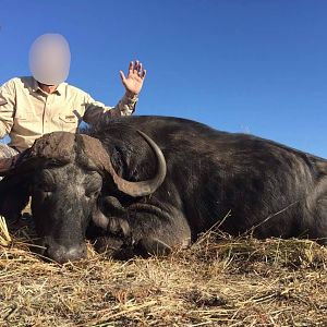 Cape Buffalo Hunt Matetsi Zimbabwe