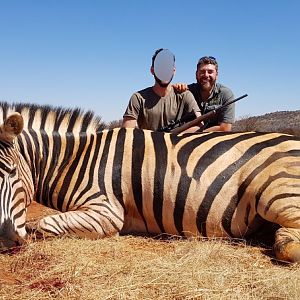 South Africa Burchell's Plain Zebra Hunting