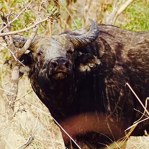 West African Savanna Buffalo in West Africa