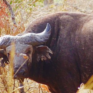West African Savanna Buffalo in West Africa