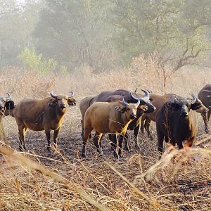 West African Savanna Buffalo in West Africa