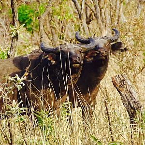 West African Savanna Buffalo in West Africa