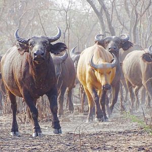 West African Savanna Buffalo in West Africa