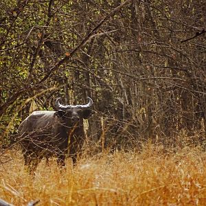 West African Savanna Buffalo in West Africa