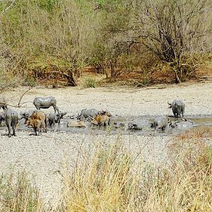 West African Savanna Buffalo in West Africa