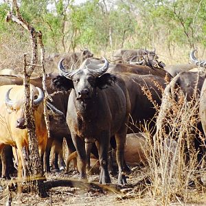 West African Savanna Buffalo in West Africa