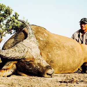 Hunt West African Savanna Buffalo in West Africa