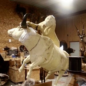 Behind The Scenes Lion & Cape Buffalo Full Mount Taxidermy