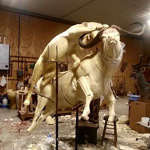 Behind The Scenes Lion & Cape Buffalo Full Mount Taxidermy