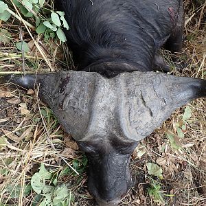 Zambia Hunting Cape Buffalo