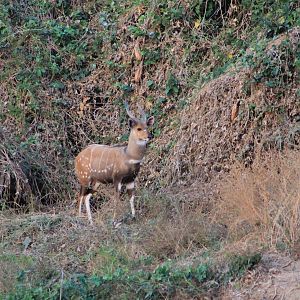 Bushbuck Zambia