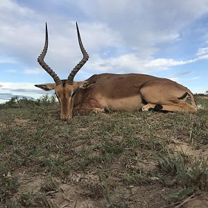 Hunting Impala South Africa