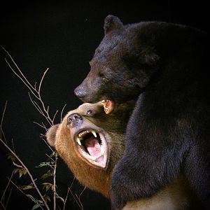 Brown Bear VS Black Bear Full Mount Taxidermy