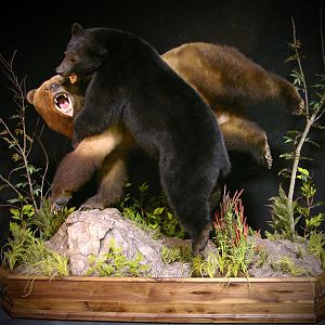 Brown Bear VS Black Bear Full Mount Taxidermy