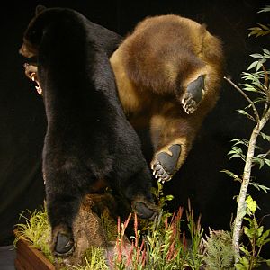 Brown Bear VS Black Bear Full Mount Taxidermy