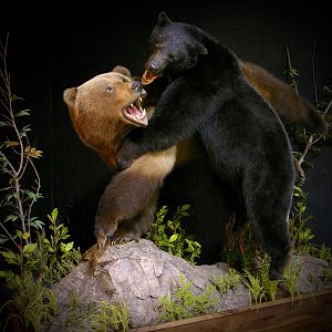 Brown Bear VS Black Bear Full Mount Taxidermy