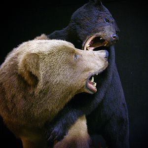 Brown Bear VS Black Bear Full Mount Taxidermy