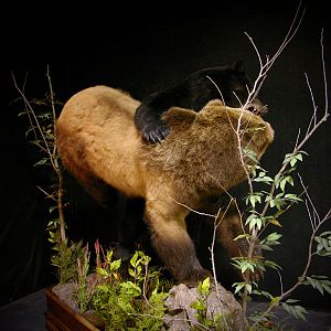 Brown Bear VS Black Bear Full Mount Taxidermy