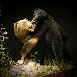 Brown Bear VS Black Bear Full Mount Taxidermy